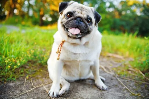 picture of a pug