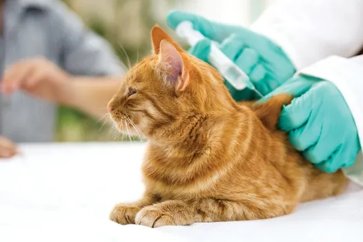 Cat injection