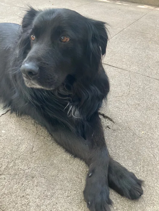 black labrador retriever