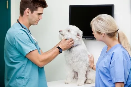 Doctor treating dog in Pet Rehabilitation from Clifton Veterinarian