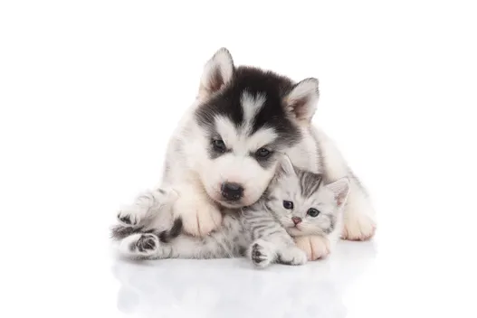 puppy and kitten