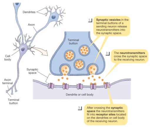 Neurotransmitter neurons