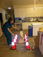 Canine Rehabilitation. Pet physical therapy