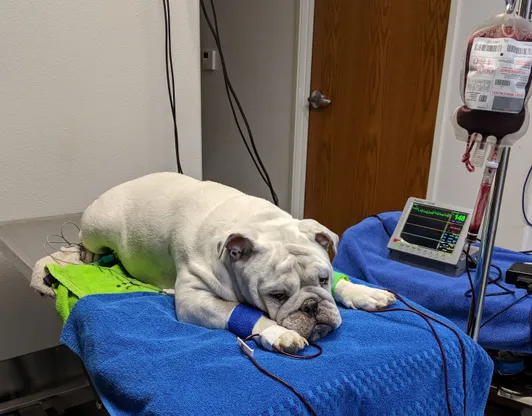 Haleigh blood transfusion