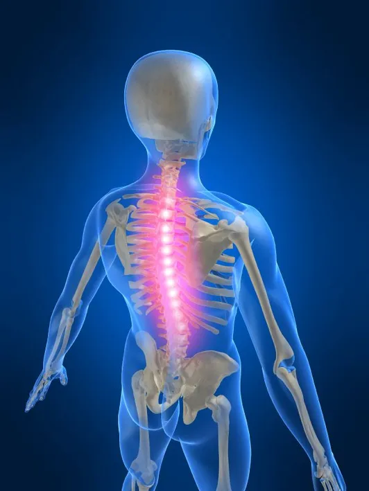 Illuminated spine simulator