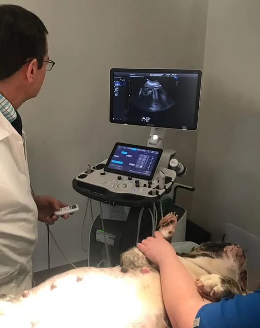 Dr. Carlson performing a pregnancy ultrasound