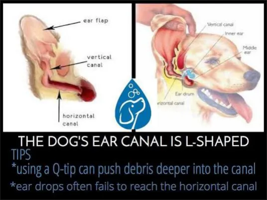 Ear Disease Veterinarian in MONTGOMERY AL Animal Hospital of