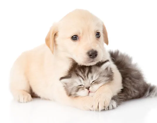 kitten and puppy