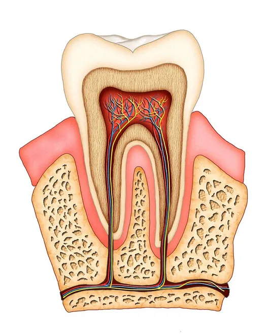 colored illustration of interior of tooth showing nerves and root canals Mount Kisco, NY dentist