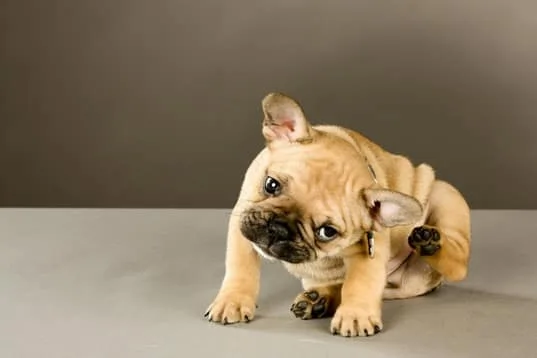 puppy about to scratch his ear