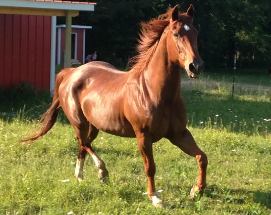 Open Reins Counseling & Learning
