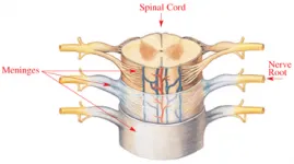 meninges_1.jpg