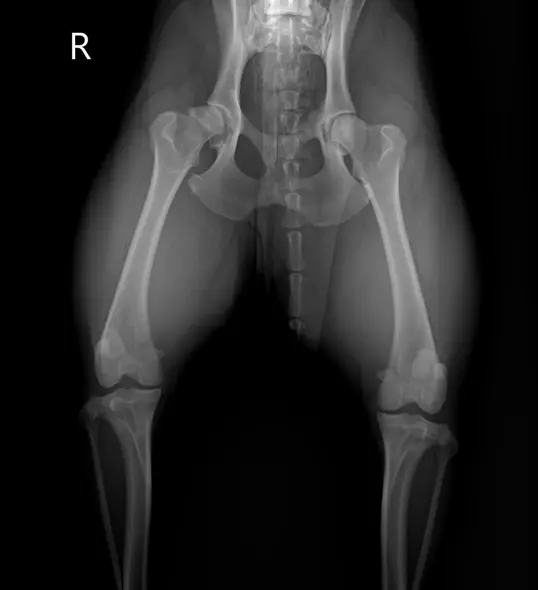 Radiograph of canine pelvis