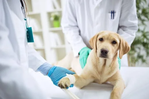 Dog getting Examined for Heartworms
