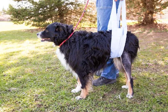 5 Causes For Sudden Limping In The Back Leg Of Dogs