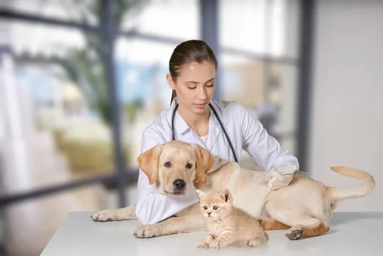 Annual Veterinary check-ups