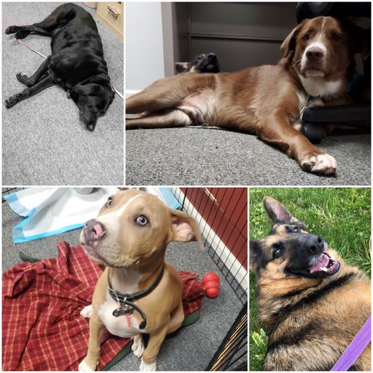 riverbend pet center