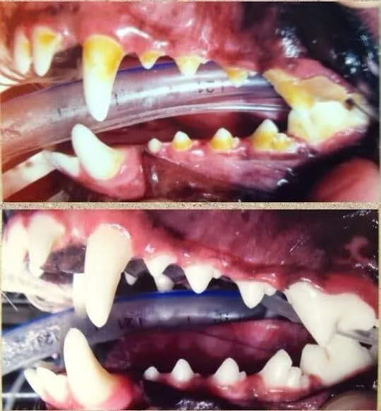 Dog teeth before and after