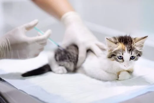 Cat Getting A Vaccination