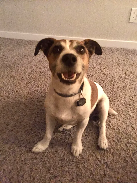 Jack Russell Terrier