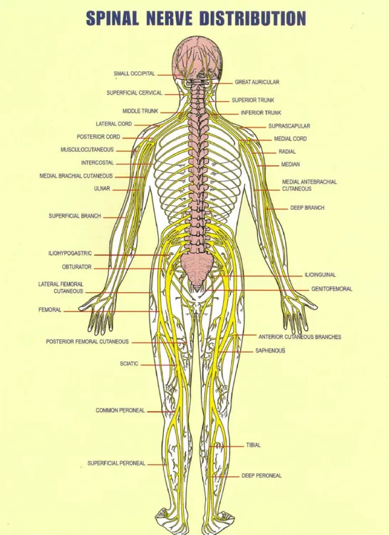 Spinal Nerve Distribution