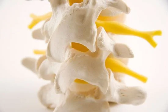 closeup of vertebrae