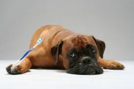 San Jose dog teeth cleaning provided by animal clinic