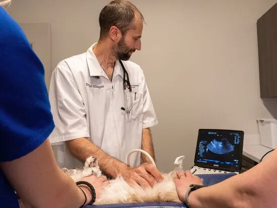 Photo of vet using ultrasound on cat