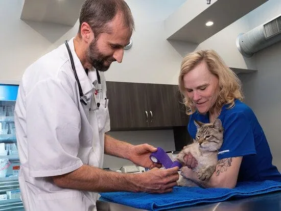 Photo of vet wrapping cat leg with gauze while vet tech holds cat.
