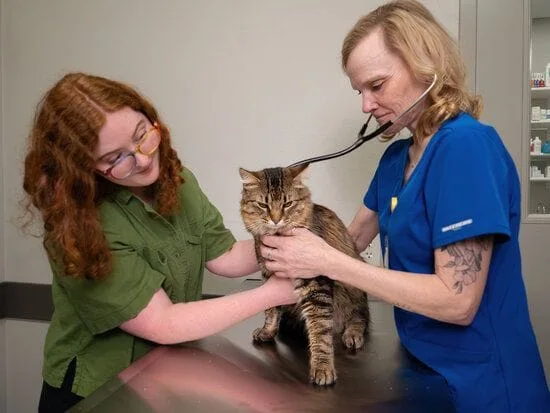 Woman holding cat while vet tech listens to cat heart with stethiscope.