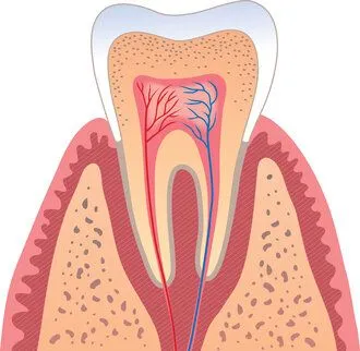 colored illustration of interior of molar tooth showing tissue, nerves and root canals, general dentistry Oxnard, CA root canal treatment