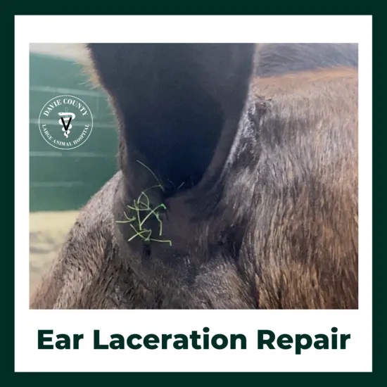 Earlacerationrepairs