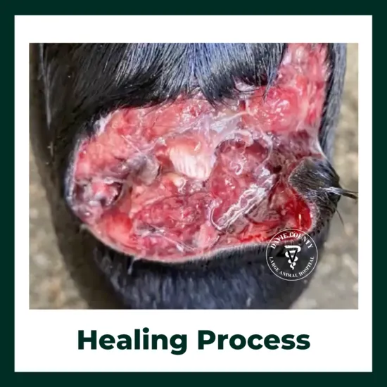 Healingprocessofalacareation