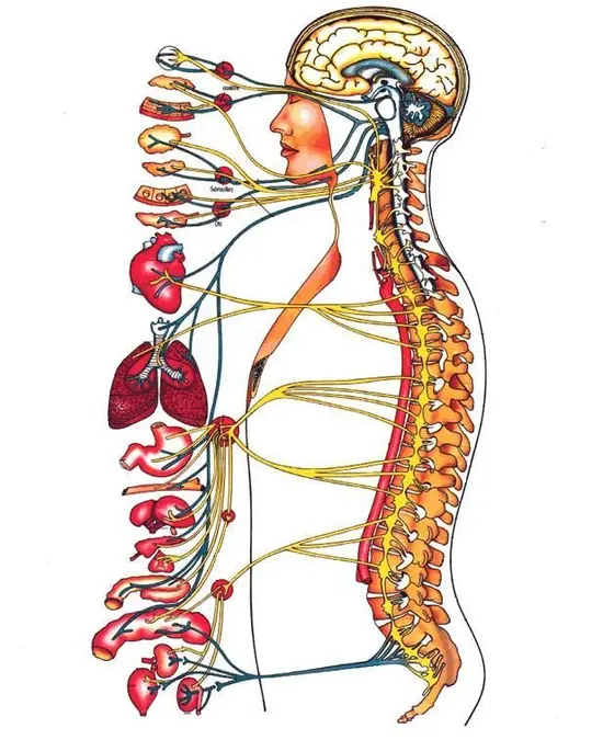 nervous-system