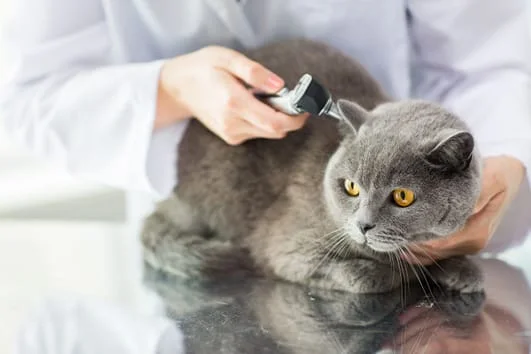 Cat getting examined by veterinarian