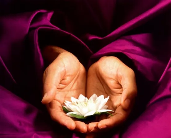Two hands holding white lotus flower against lush, magenta-colored fabric at Vinayam