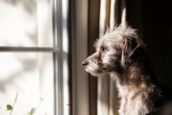 a dog looking outside from a window in New York
