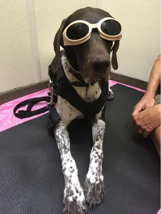 Laser therapy for dogs_Moose