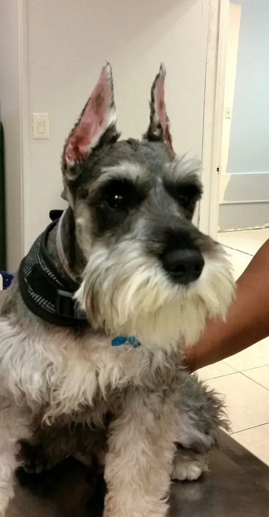 schnauzer