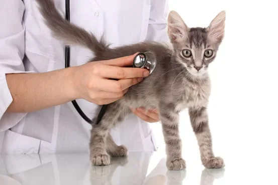 Pet medical exam