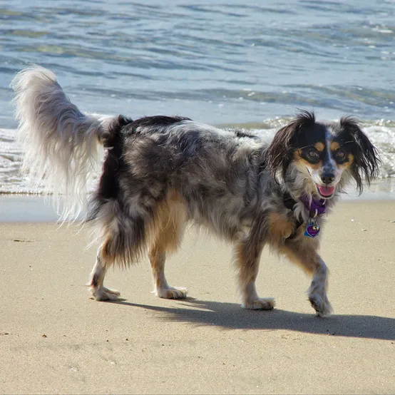 Izzi smiling at dog beach