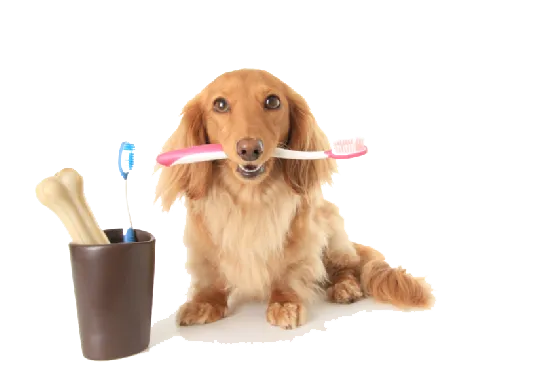 dog_toothbrush