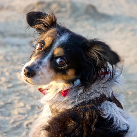 Izzi at the beach