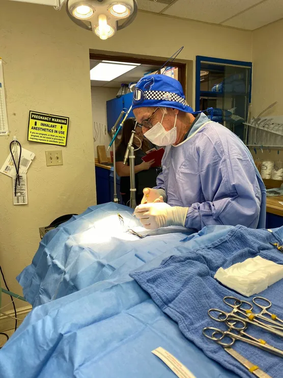 veterinarian performing surgery