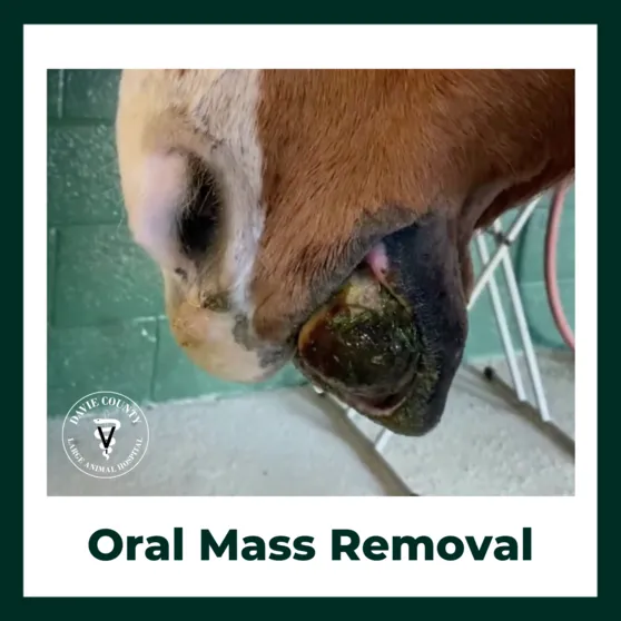 OralMassRemovalinhorse.DavieCounty