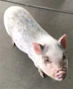 pig