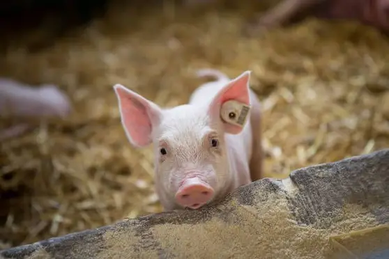 pig