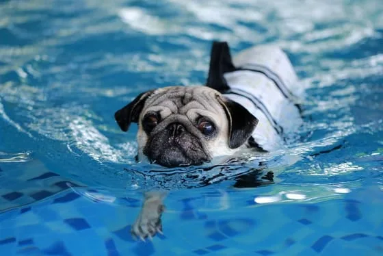 Pug receiving hydrotherapy treatment from clifton veterinarian