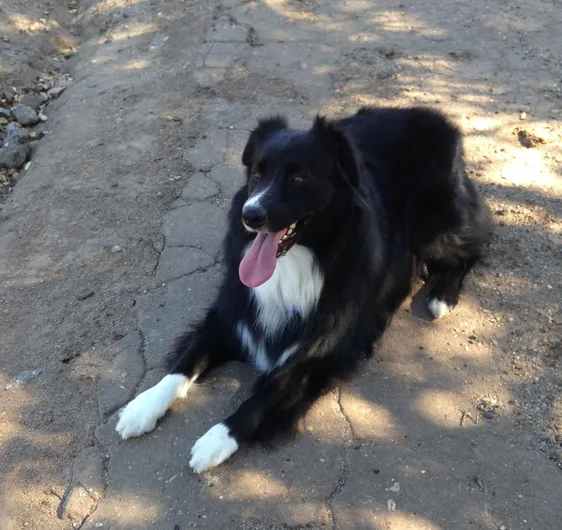 border collie