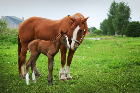 baby horse